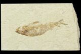 Bargain Fossil Fish (Knightia) - Wyoming #121013-1